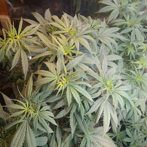 Orange Cake  #1 growlog timeline photo