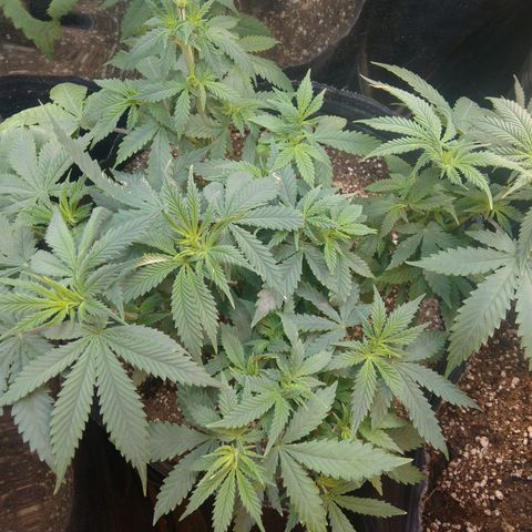 Runtz growlog timeline photo