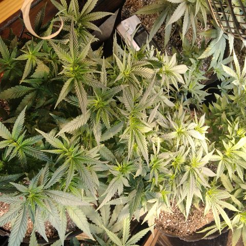 Ghost OG  growlog timeline photo