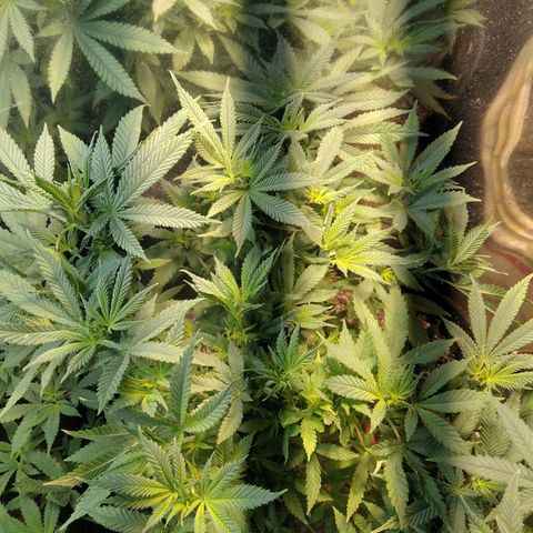 Hawaiann Snow growlog timeline photo