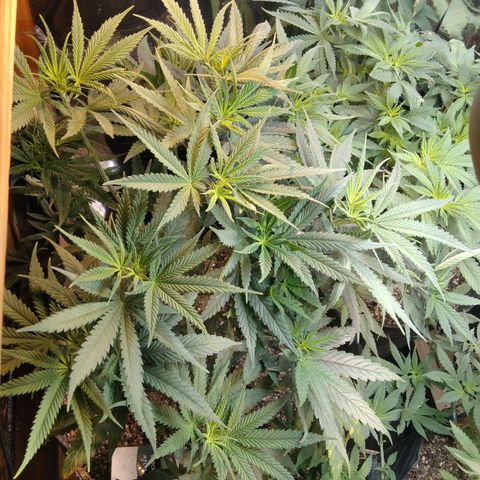 Orange Cake  #1 growlog timeline photo