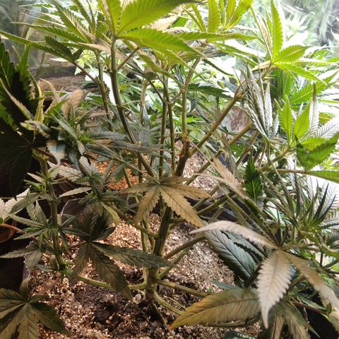 Orange Cake  #1 growlog timeline photo