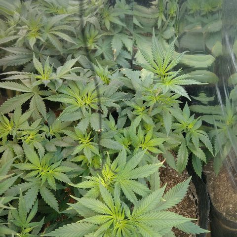 Runtz growlog timeline photo
