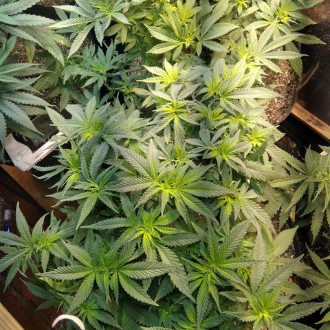 Ghost OG  growlog timeline photo