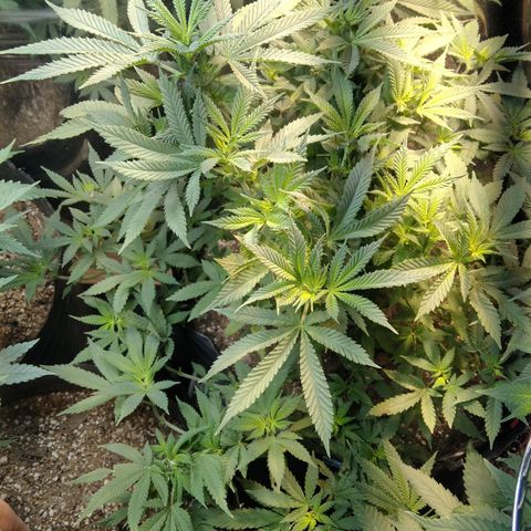 Hawaiann Snow growlog timeline photo