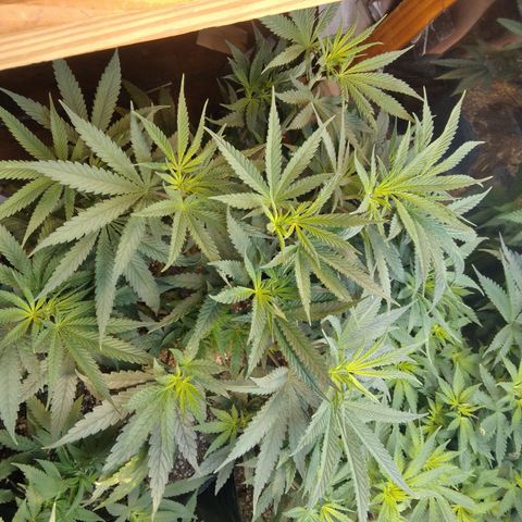 Orange Cake  #1 growlog timeline photo