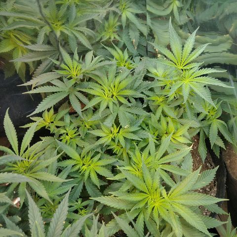 Runtz growlog timeline photo