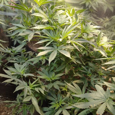 Hawaiann Snow growlog timeline photo