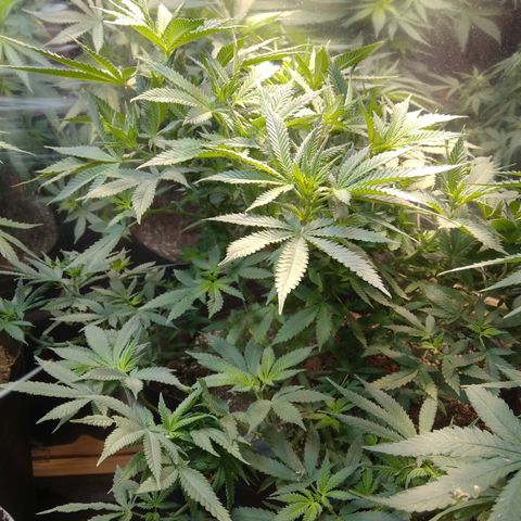 Hawaiann Snow growlog timeline photo