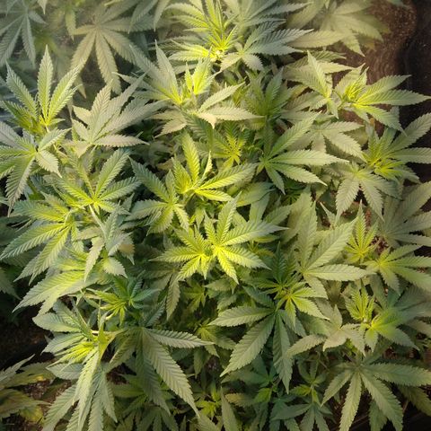 Hawaiann Snow growlog timeline photo