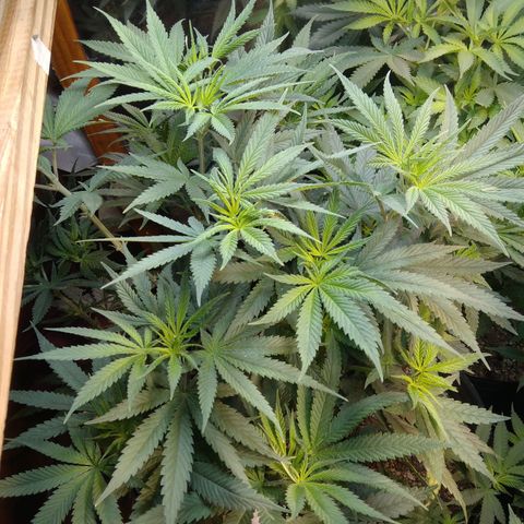 Orange Cake  #1 growlog timeline photo