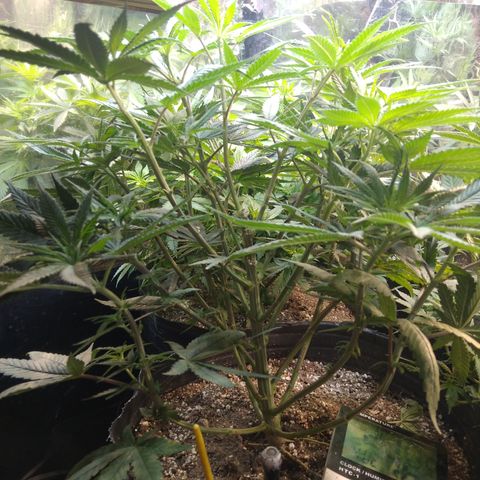 Orange Cake  #1 growlog timeline photo