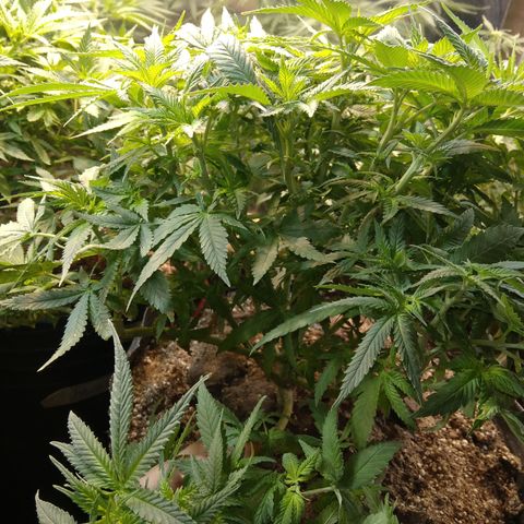Ghost OG  growlog timeline photo
