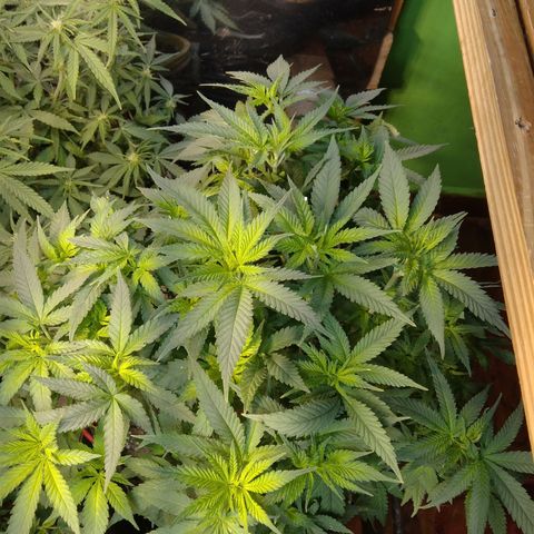 Ghost OG  growlog timeline photo