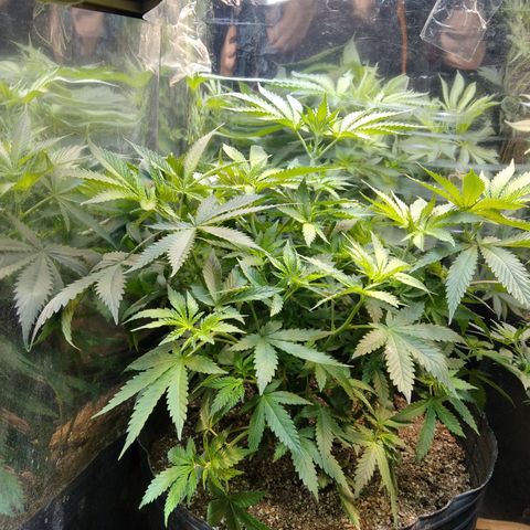 Runtz growlog timeline photo