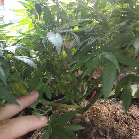 Ghost OG  growlog timeline photo