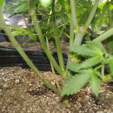 Runtz growlog timeline photo