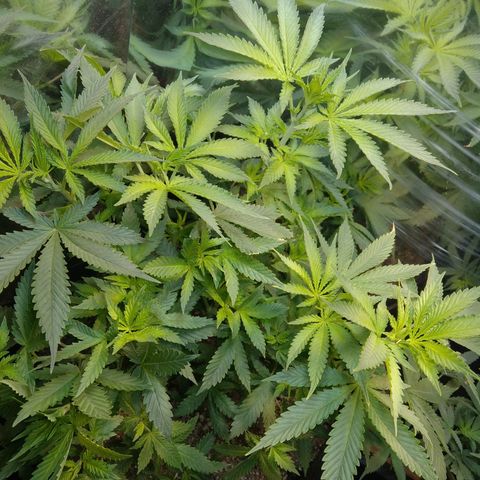 Runtz growlog timeline photo