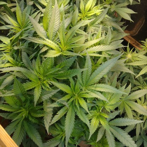 Ghost OG  growlog timeline photo