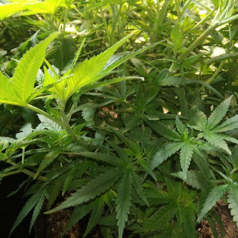 Ghost OG  growlog timeline photo