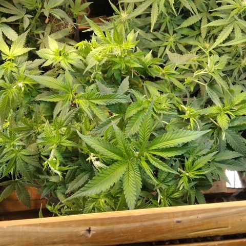 Ghost OG  growlog timeline photo