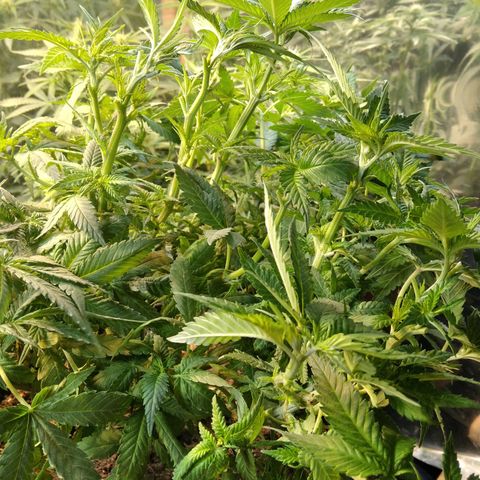 Ghost OG  growlog timeline photo