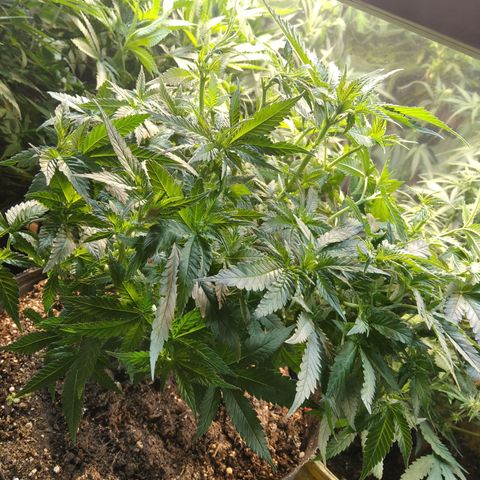 Ghost OG  growlog timeline photo