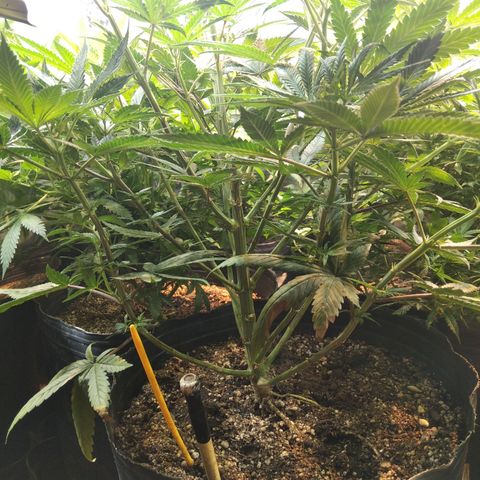 Orange Cake  #1 growlog timeline photo