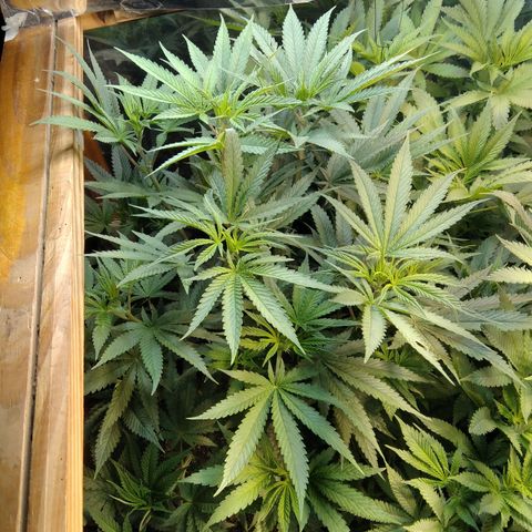 Orange Cake  #1 growlog timeline photo