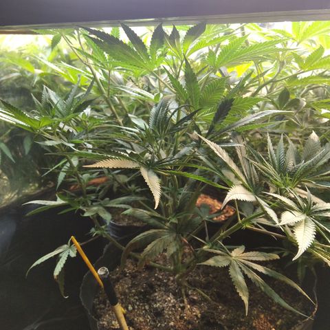 Orange Cake  #1 growlog timeline photo