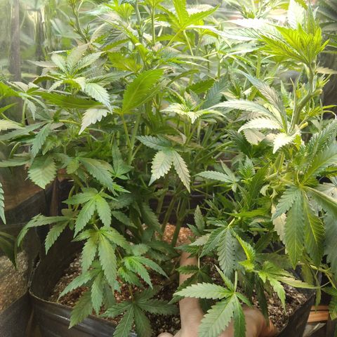 Runtz growlog timeline photo
