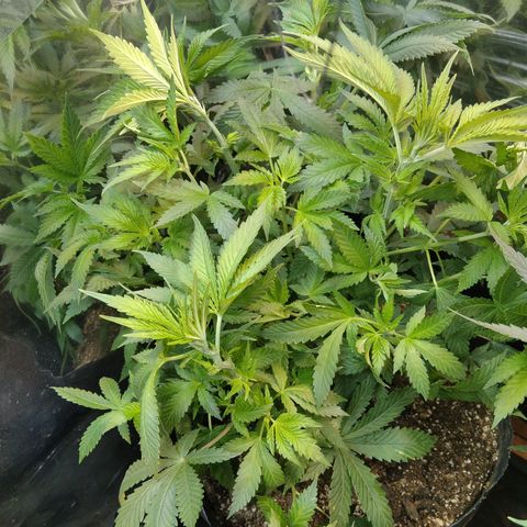 Runtz growlog timeline photo