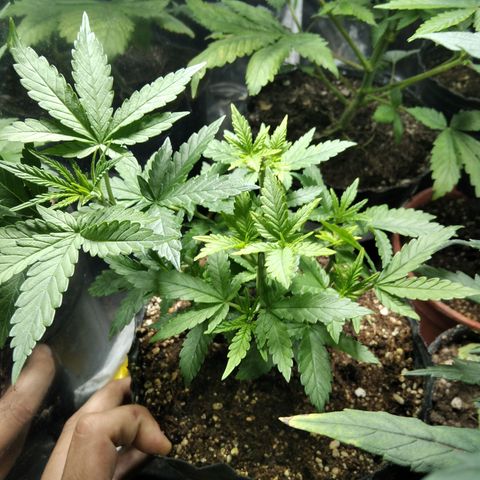 Orange Cake #2 growlog timeline photo