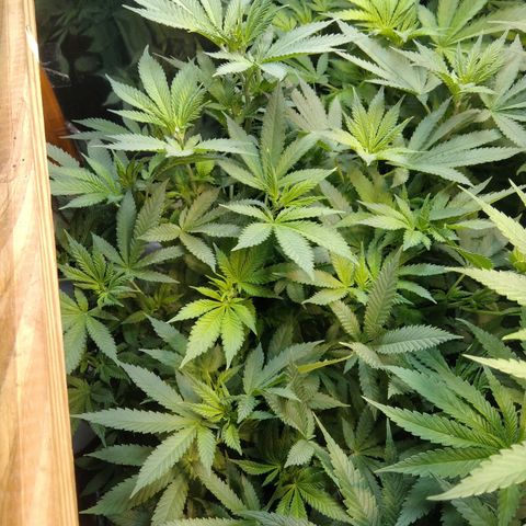 Hawaiann Snow growlog timeline photo