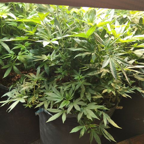 Hawaiann Snow growlog timeline photo