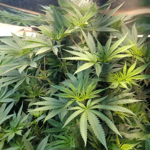 Orange Cake  #1 growlog timeline photo