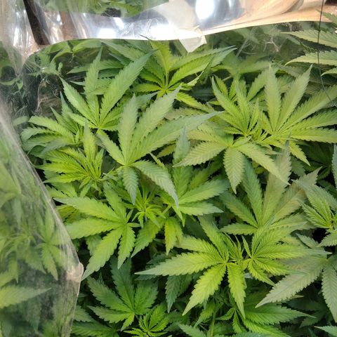 Runtz growlog timeline photo