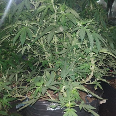 Hawaiann Snow growlog timeline photo
