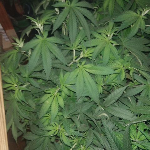 Hawaiann Snow growlog timeline photo