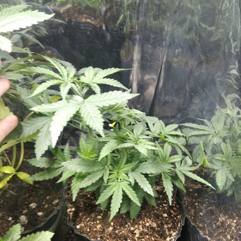 Orange Cake #2 growlog timeline photo