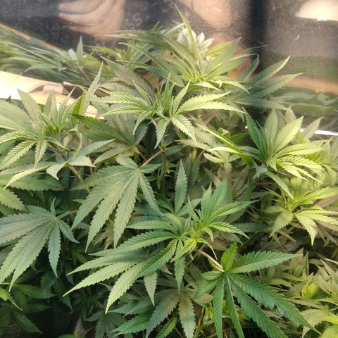 Orange Cake  #1 growlog timeline photo