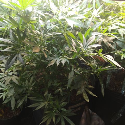 Hawaiann Snow growlog timeline photo