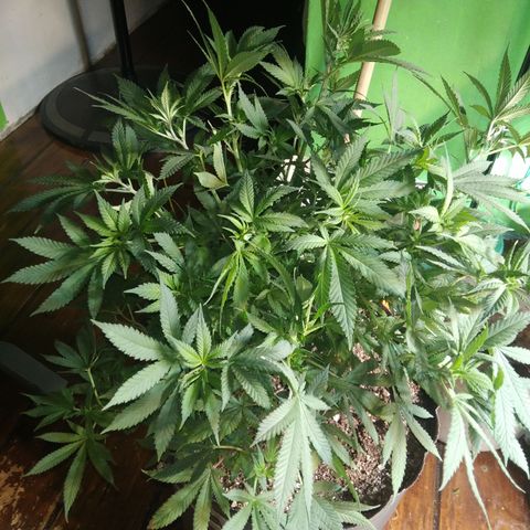 Hawaiann Snow growlog photo: Se descontrolo