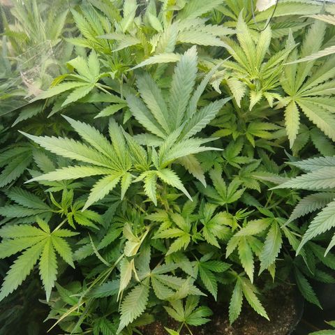 Runtz growlog timeline photo