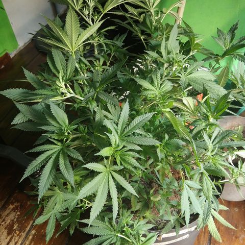 Hawaiann Snow growlog photo: Se descontrolo
