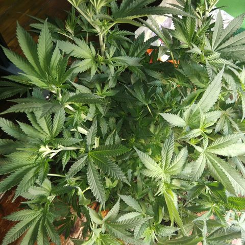 Hawaiann Snow growlog photo: Se descontrolo