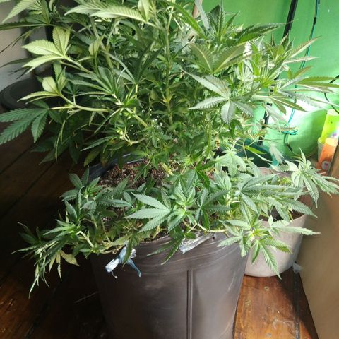 Hawaiann Snow growlog photo: Se descontrolo