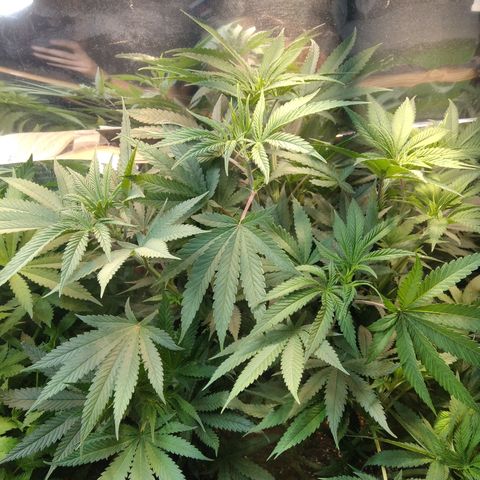 Orange Cake  #1 growlog timeline photo