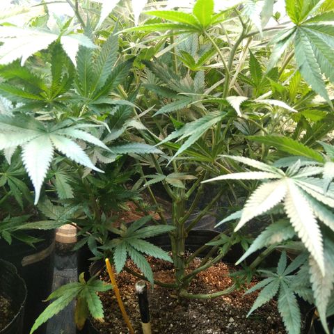 Orange Cake  #1 growlog timeline photo