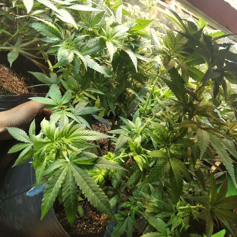 Ghost OG  growlog timeline photo